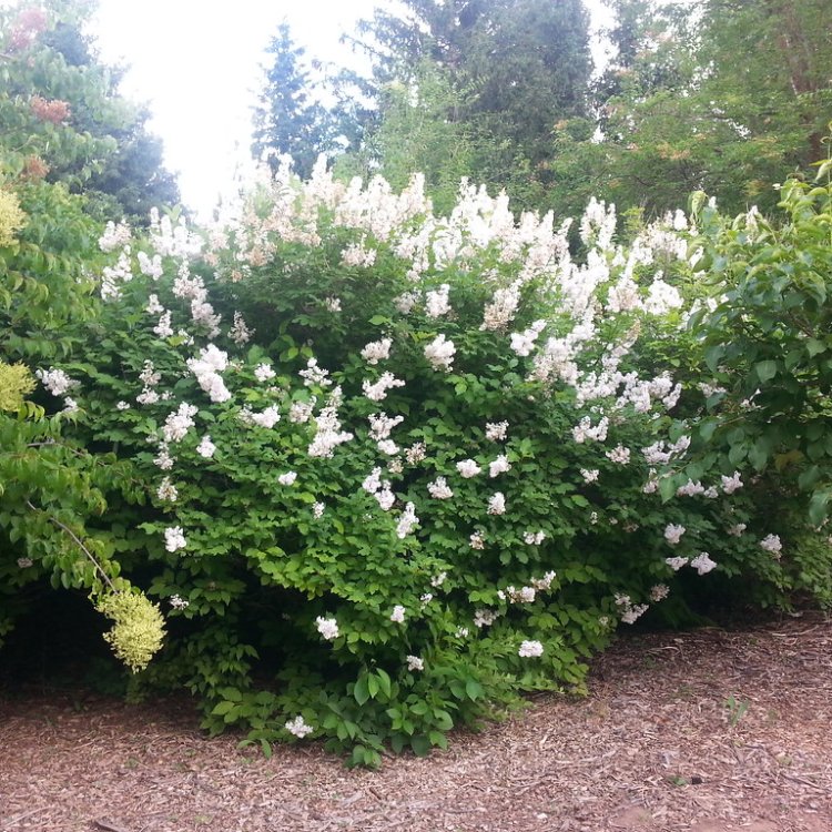 Orgován obyčajný (Syringa vulgaris) ´AGNES SMITH´ - výška 30-50 cm, kont. C3L